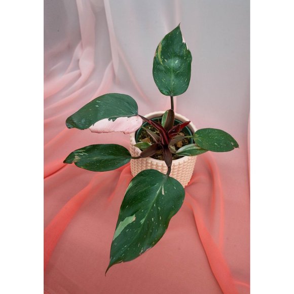 Pink Princess Philodendron 4" US Seller | RARE Pot - Picture 4 of 4